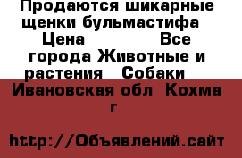 Продаются шикарные щенки бульмастифа › Цена ­ 45 000 - Все города Животные и растения » Собаки   . Ивановская обл.,Кохма г.